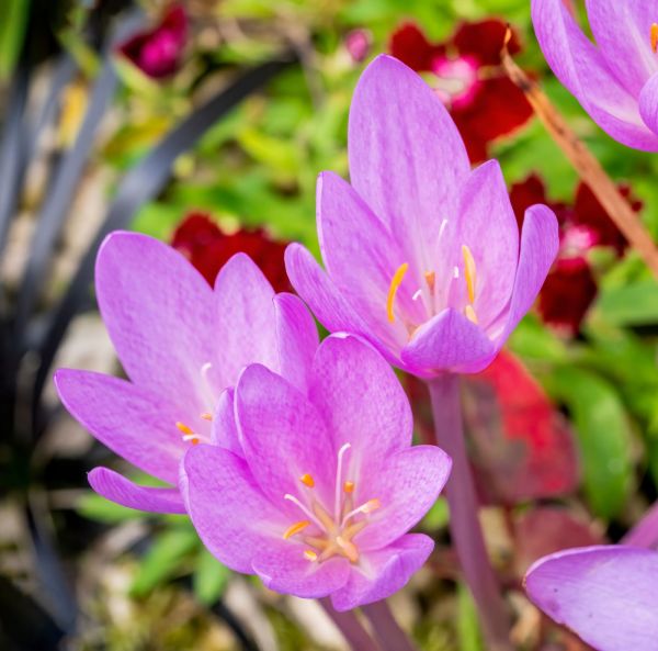 Tidlösa Höstblommande